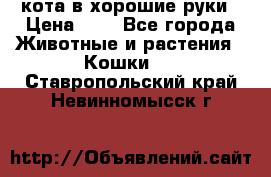 кота в хорошие руки › Цена ­ 0 - Все города Животные и растения » Кошки   . Ставропольский край,Невинномысск г.